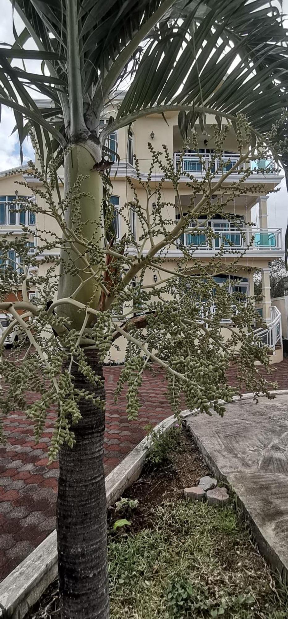 Luxor Bed & Breakfast Belle Mare